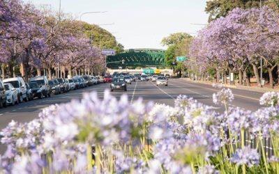 Al este y al oeste: El Jacarandá en Buenos Aires