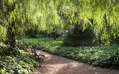 El jardín de las maravillas