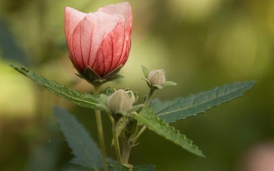 Solnaturi: un refugio de biodiversidad y flora nativa