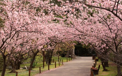 Los cerezos en flor del jardín japonés de Buenos Aires