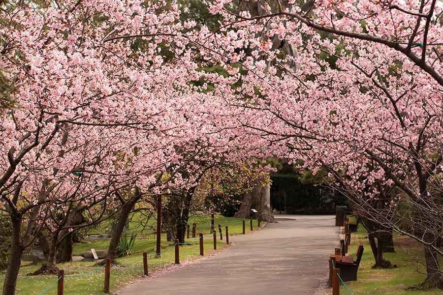 Los cerezos en flor del jardín japonés de Buenos Aires -