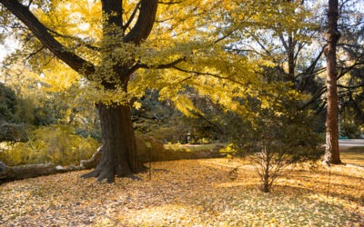 Los colores del otoño en el jardín botánico