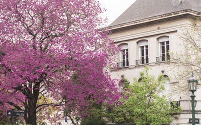 Día del árbol. Una fecha para tomar conciencia