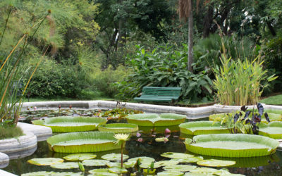 El estanque del Jardín Botánico de Buenos Aires