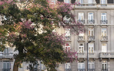 Florecieron los palos borrachos y Buenos Aires se tiñó de rosa