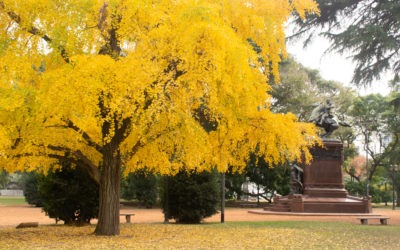 5 lugares para contemplar el ginkgo biloba en Buenos Aires